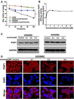 Anlotinib Reverses Multidrug Resistance (MDR) in Osteosarcoma by Inhibiting P-Glycoprotein (PGP1) Function In Vitro and In Vivo